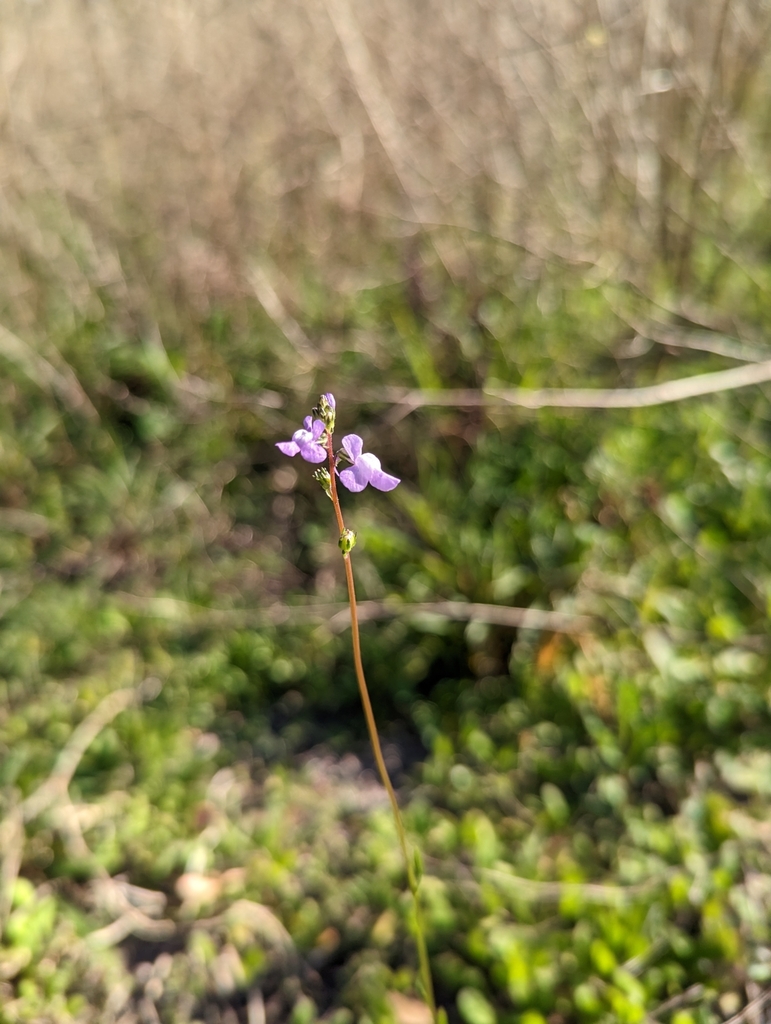 Linaria canadensis