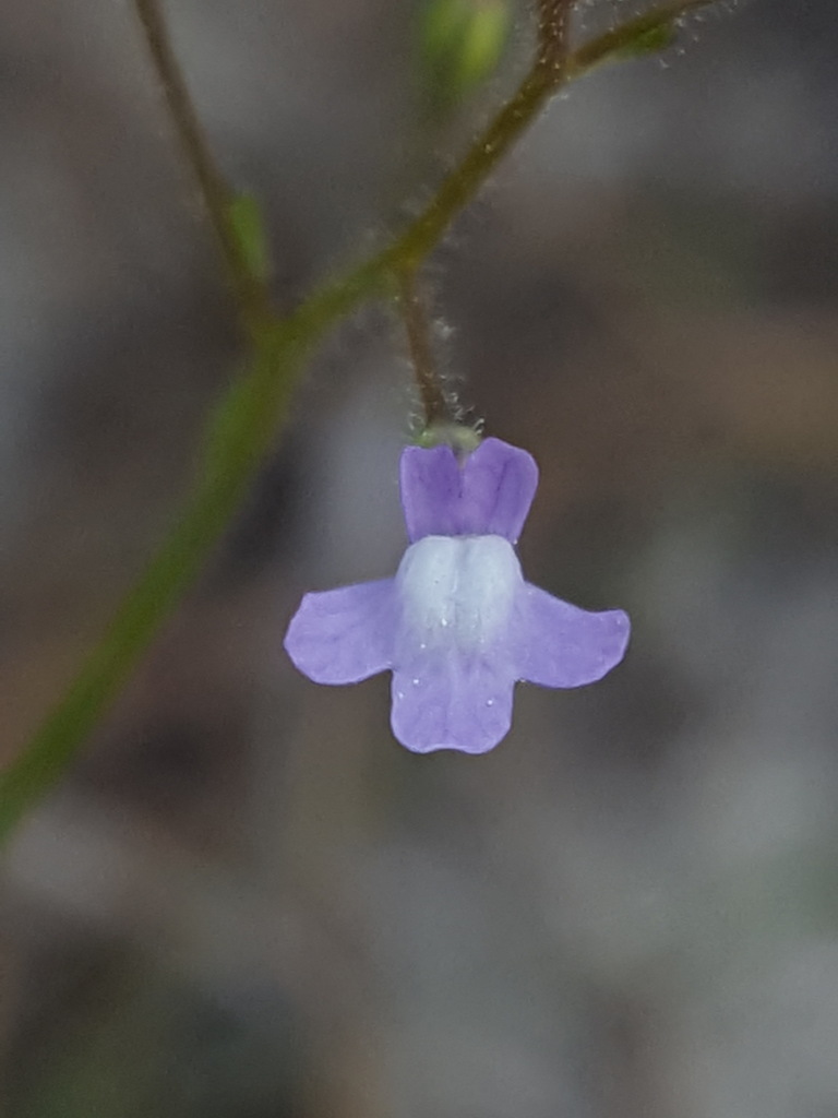 Linaria floridana