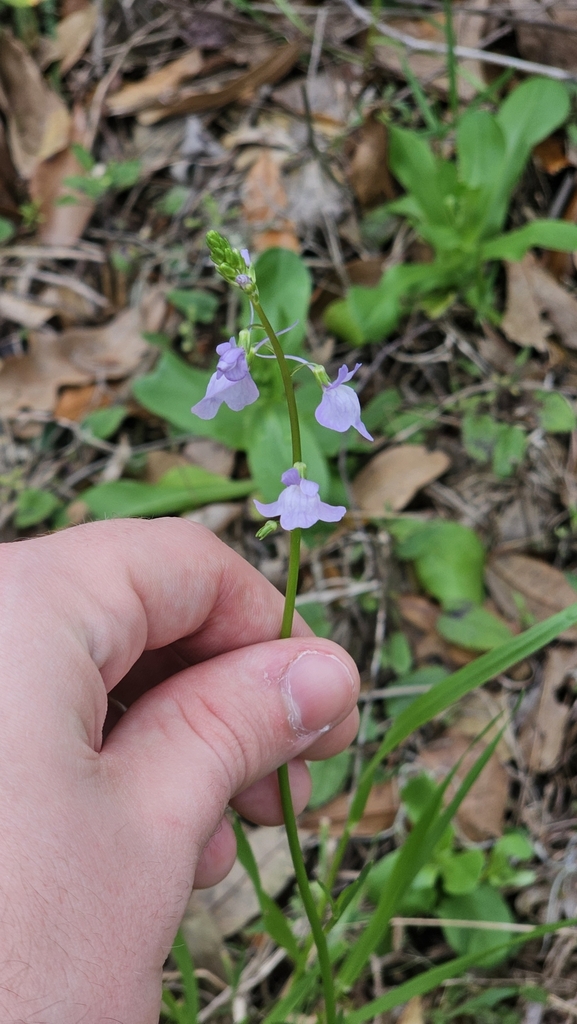 Linaria texana