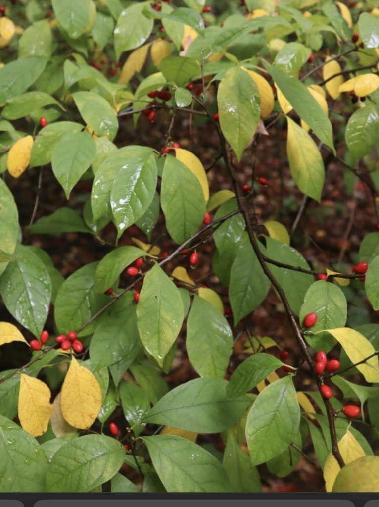 Lindera benzoin