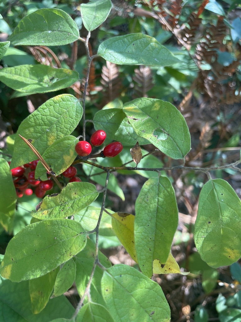 Lindera melissifolia