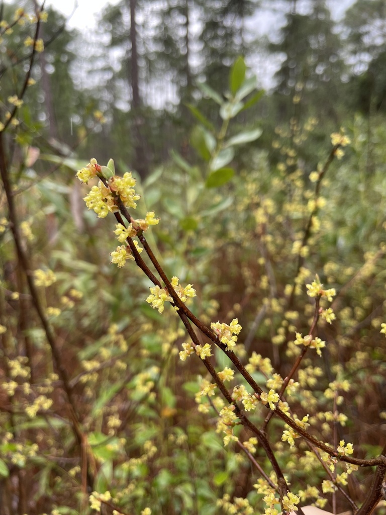 Lindera subcoriacea