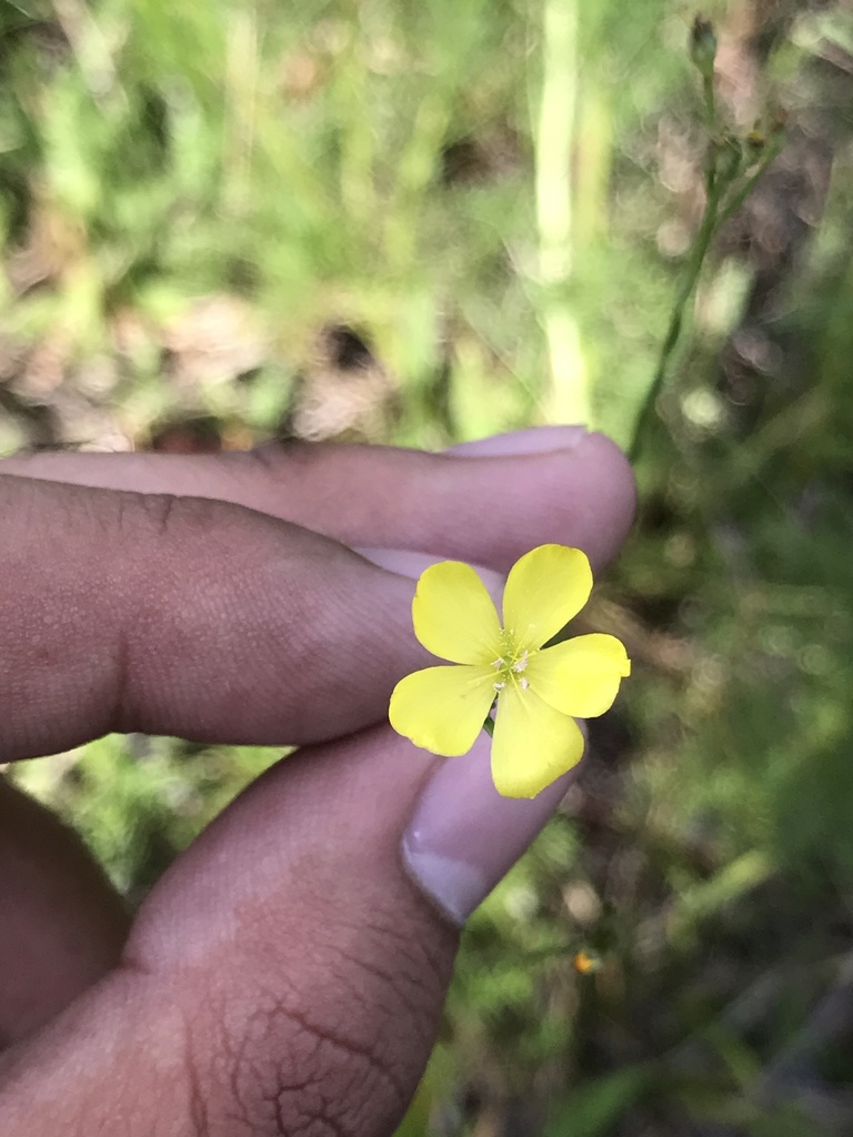 Linum floridanum