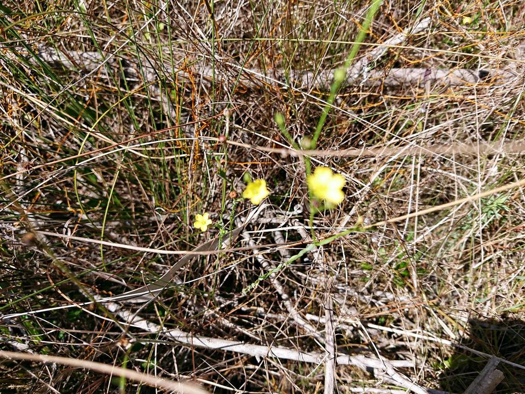 Linum medium var. texanum