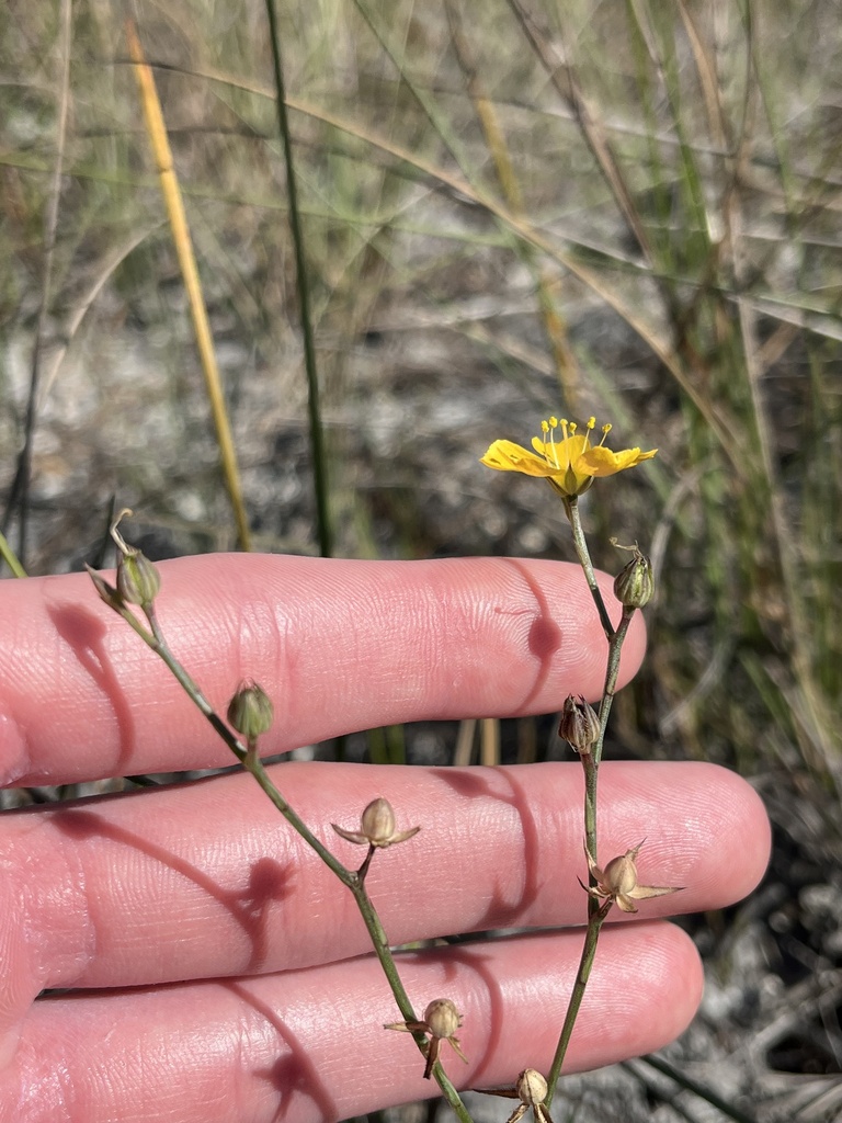 Linum smallii
