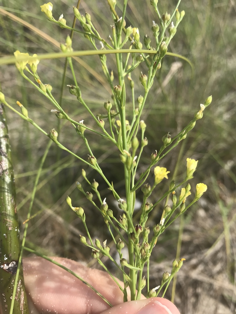 Linum sulcatum