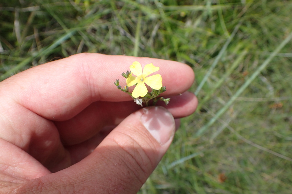 Linum westii