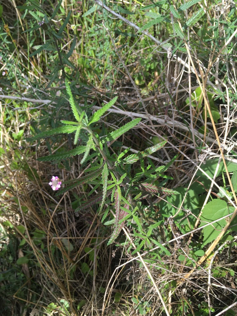 Lippia stoechadifolia