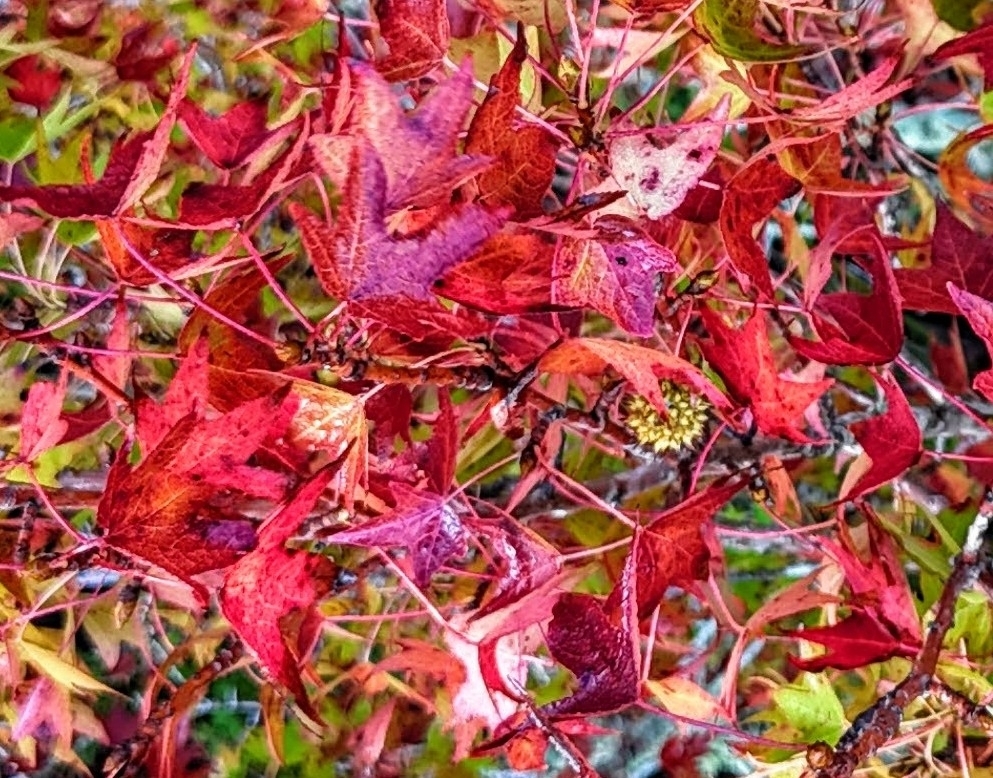 Liquidambar styraciflua