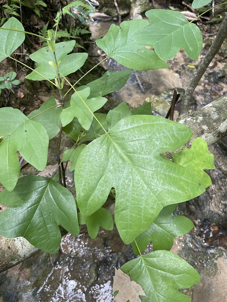 Liriodendron tulipifera
