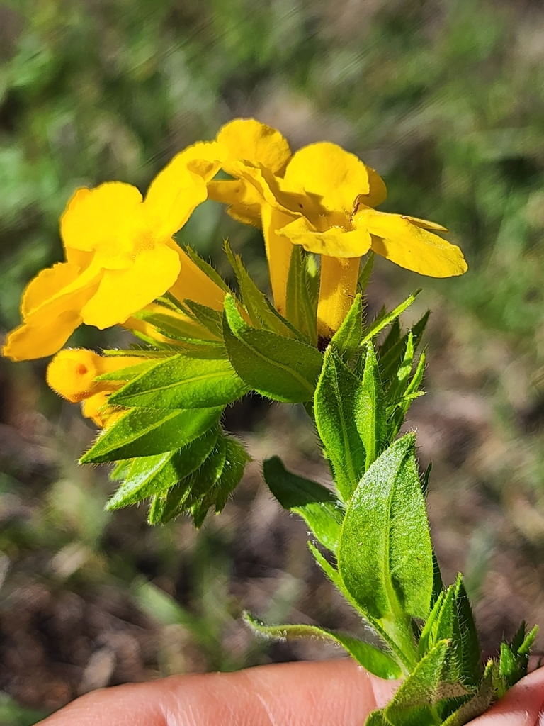Lithospermum caroliniense