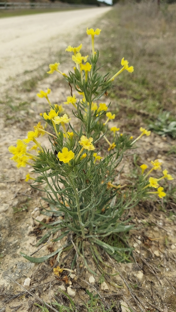 Lithospermum incisum