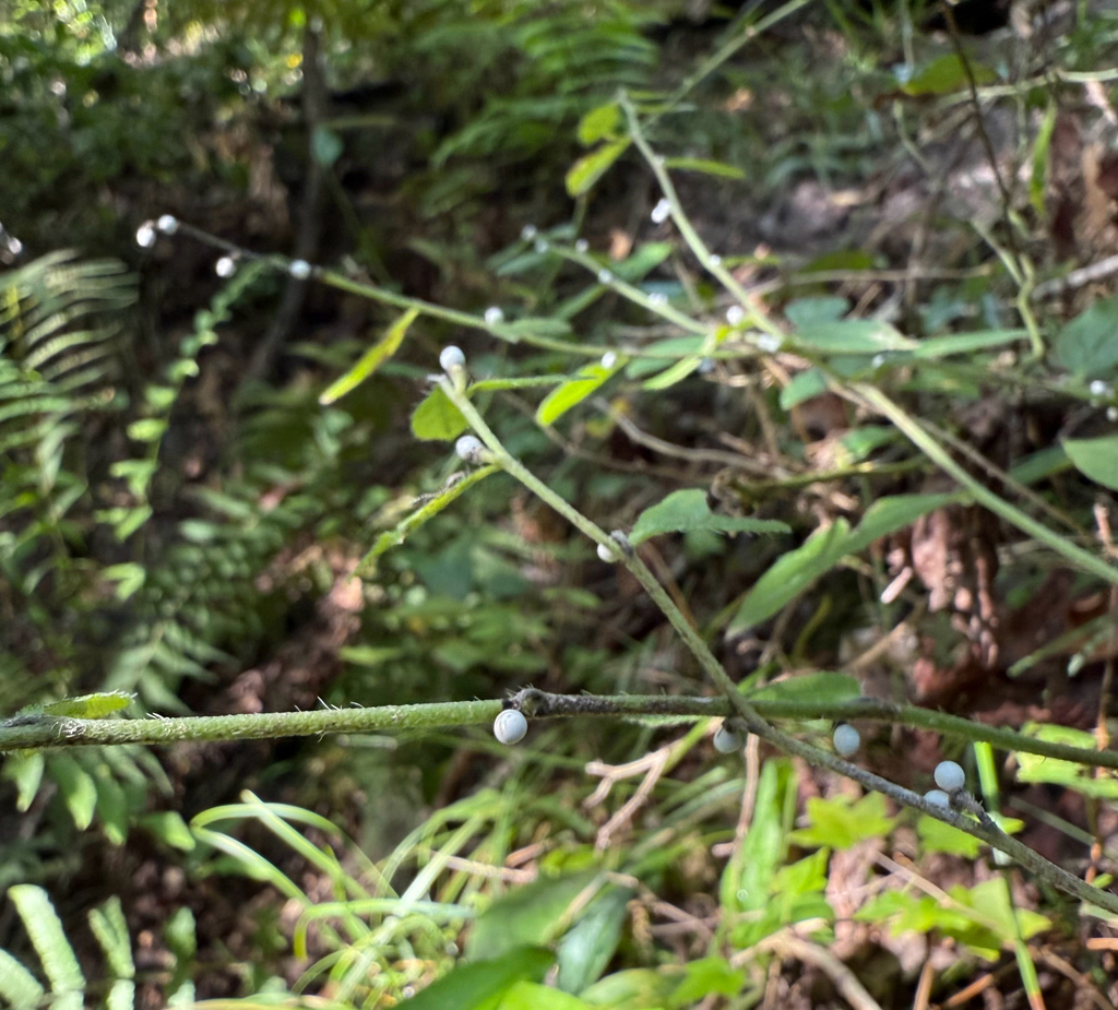 Lithospermum tuberosum