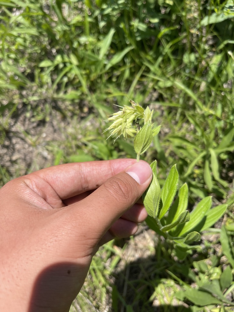 Lithospermum virginianum