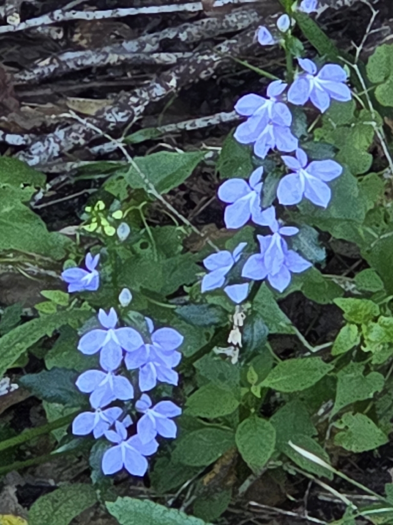 Lobelia amoena