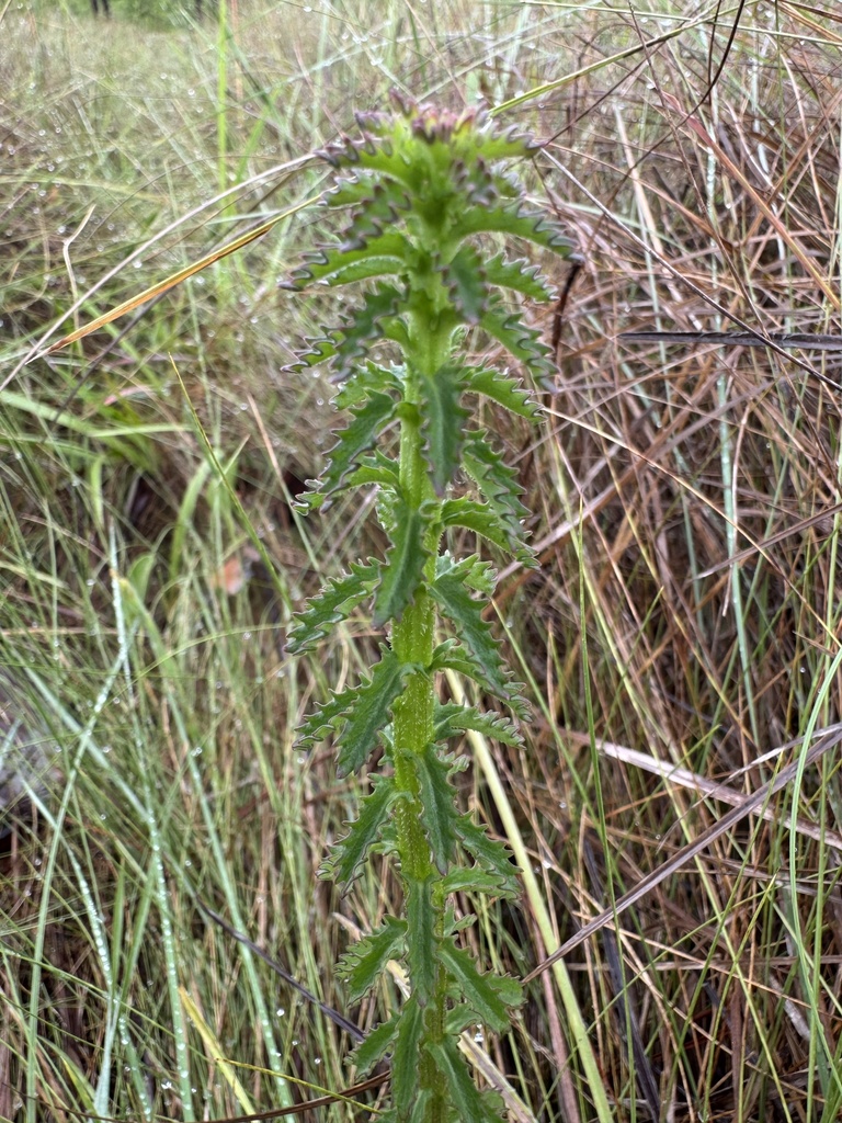 Lobelia brevifolia