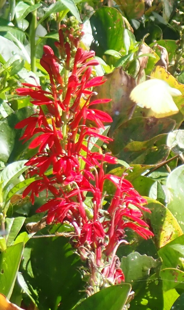 Lobelia cardinalis