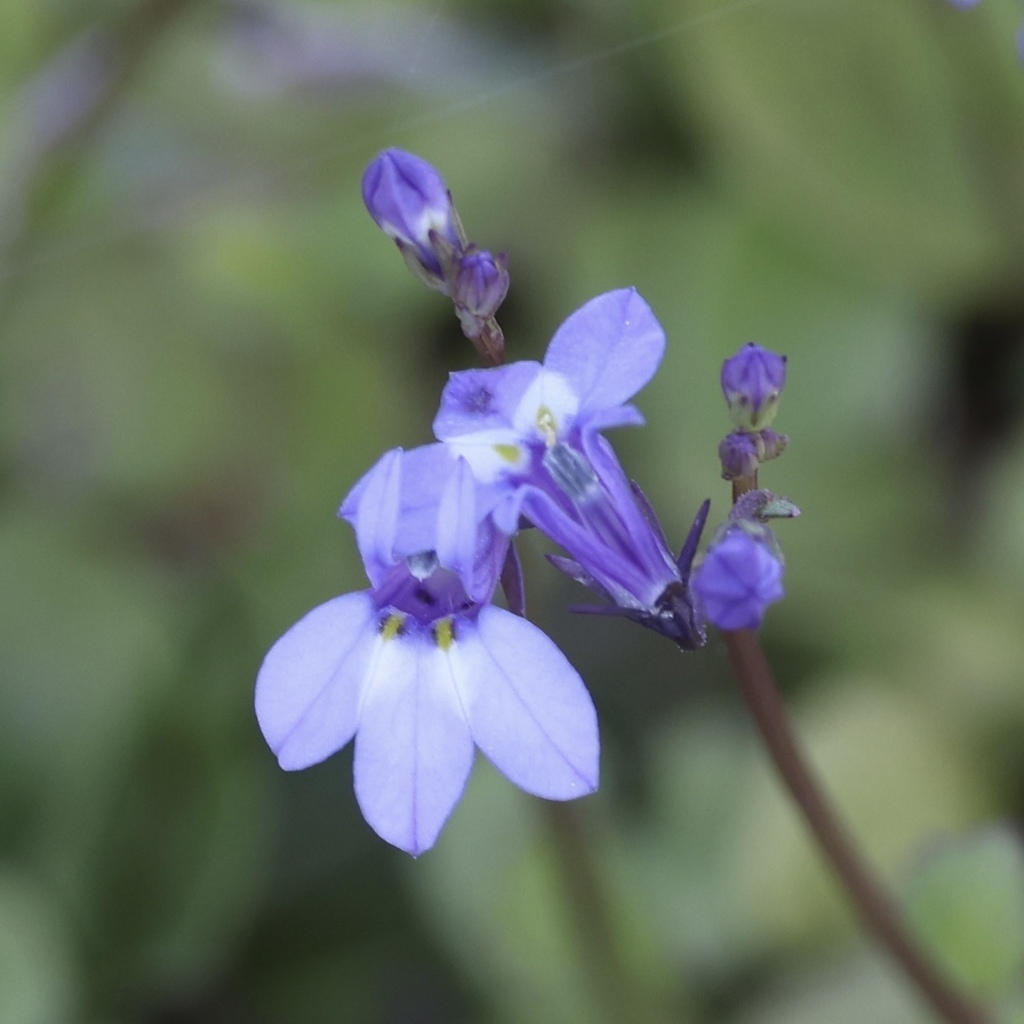 Lobelia feayana