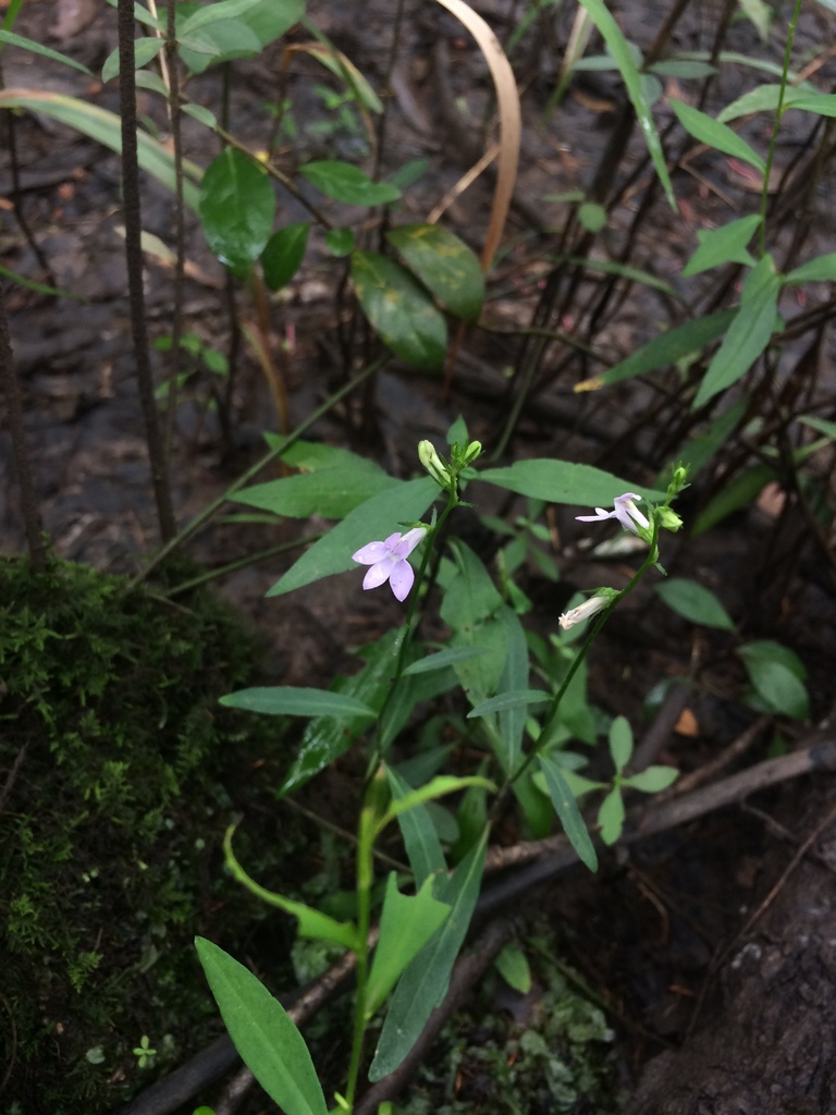 Lobelia flaccidifolia