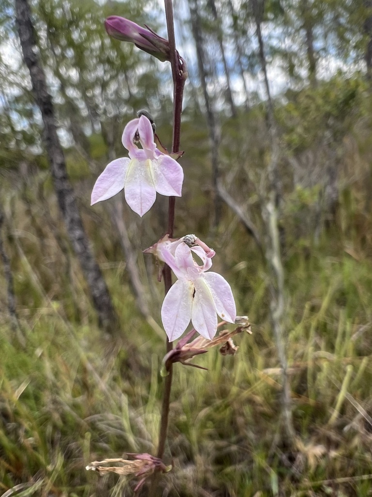 Lobelia floridana