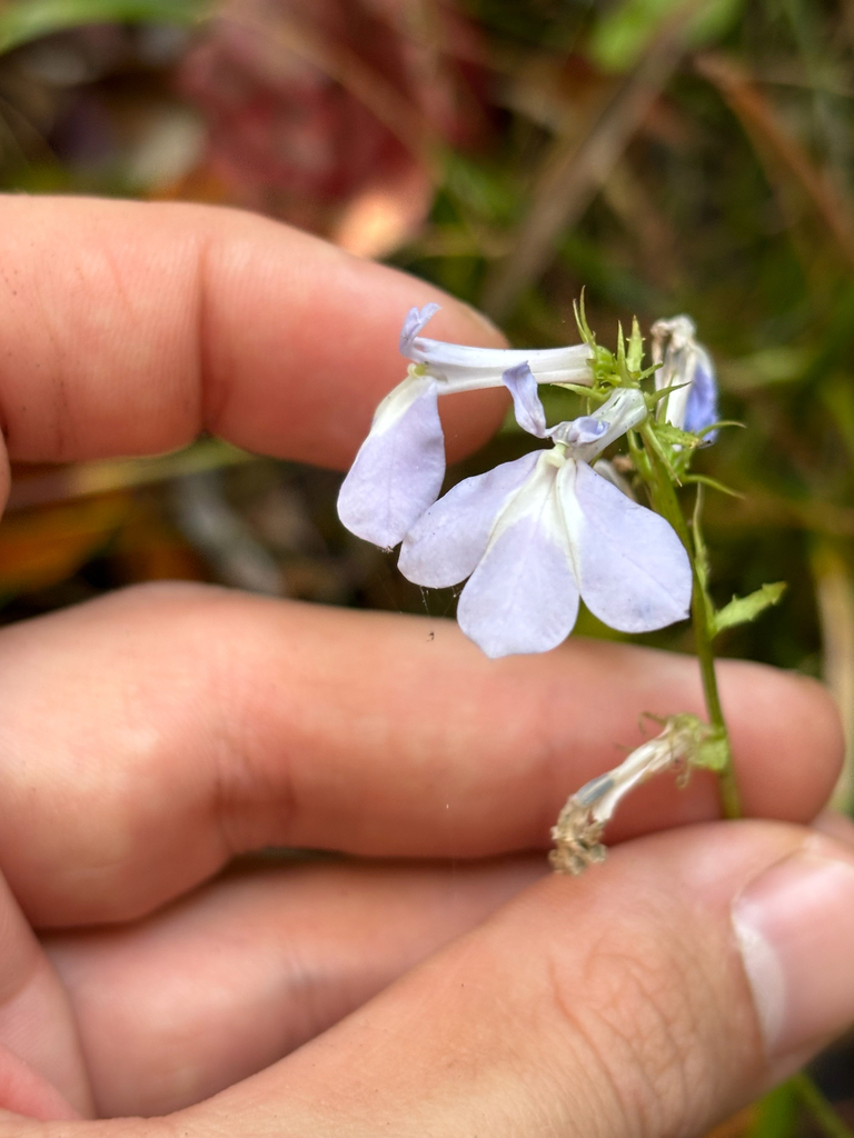 Lobelia georgiana