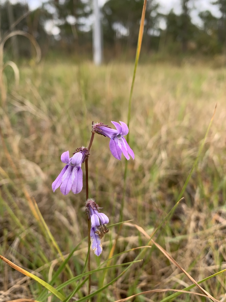 Lobelia glandulosa