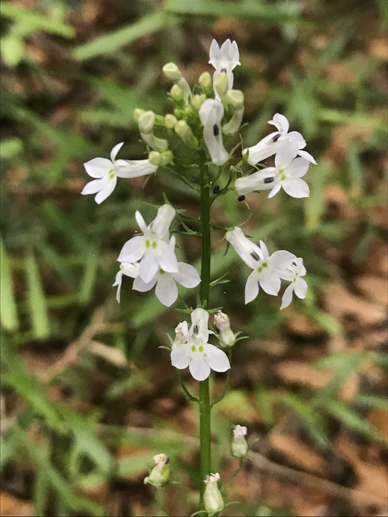 Lobelia homophylla