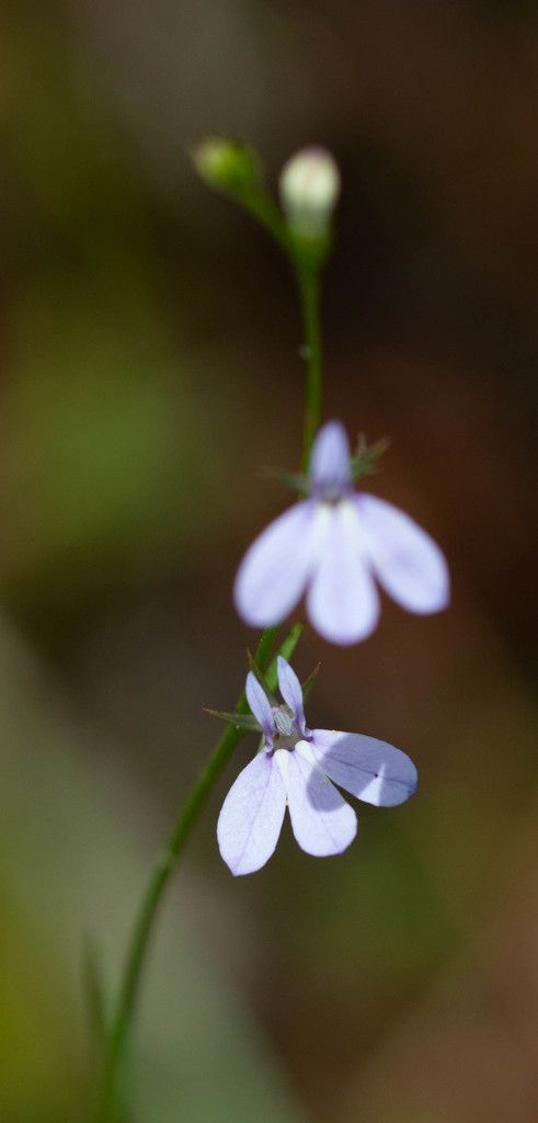 Lobelia nuttallii
