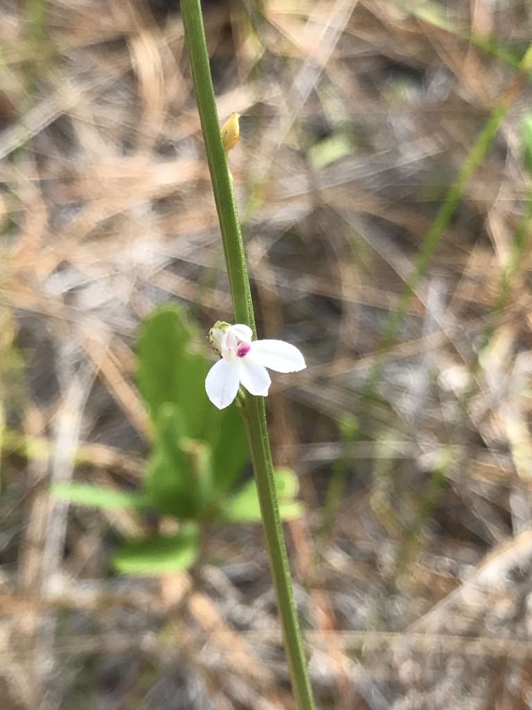 Lobelia paludosa