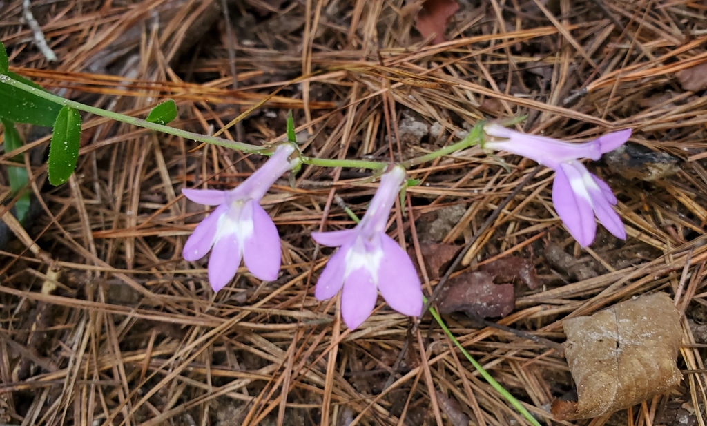 Lobelia puberula