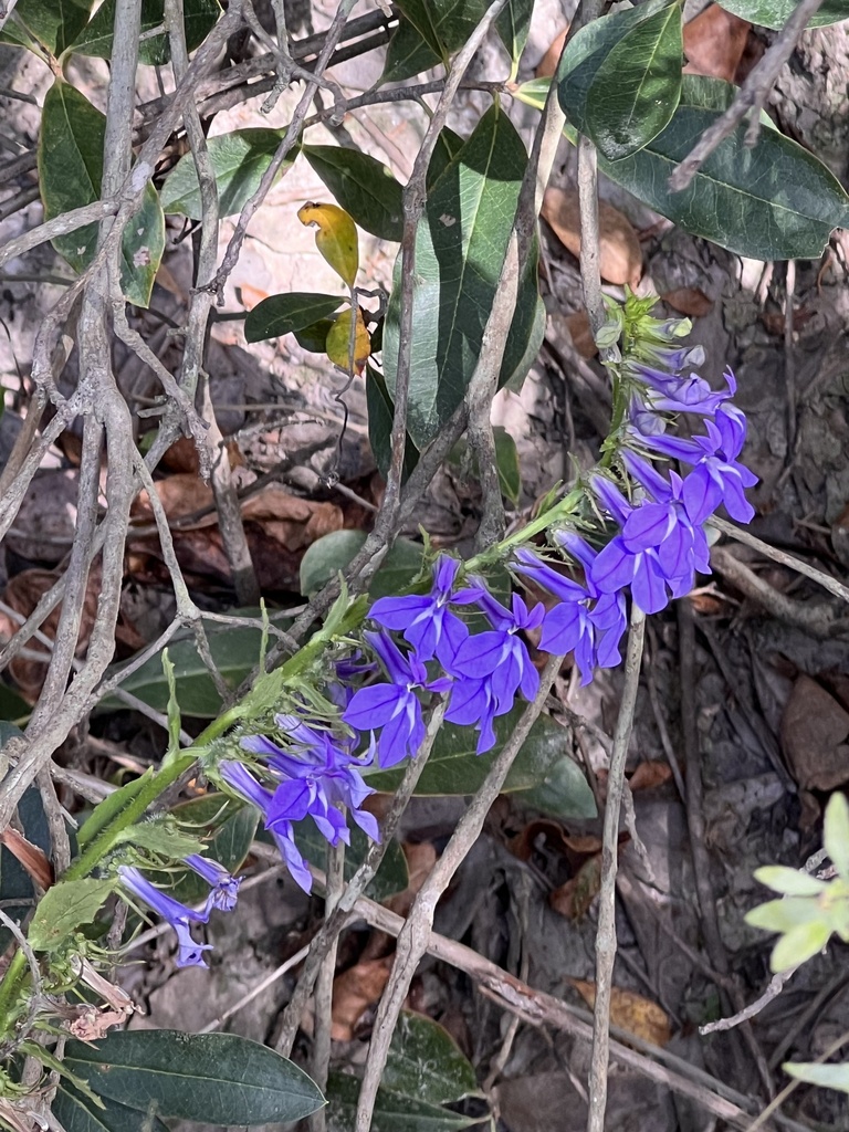 Lobelia rogersii