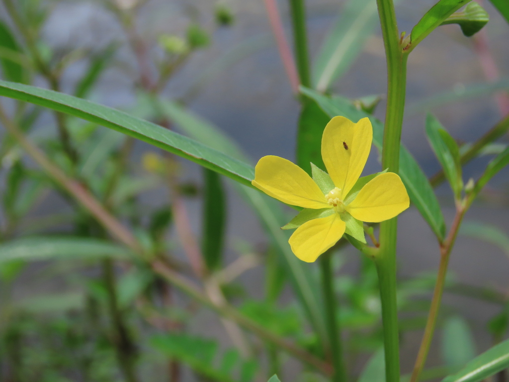 Ludwigia decurrens