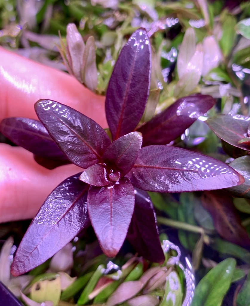 Ludwigia glandulosa