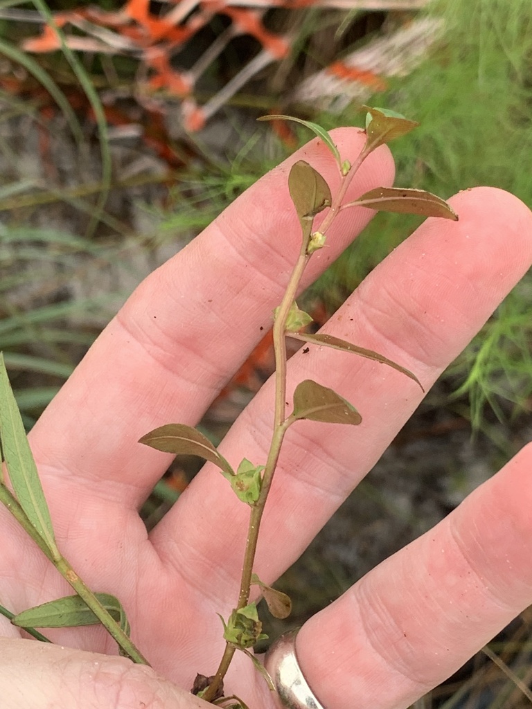 Ludwigia lanceolata