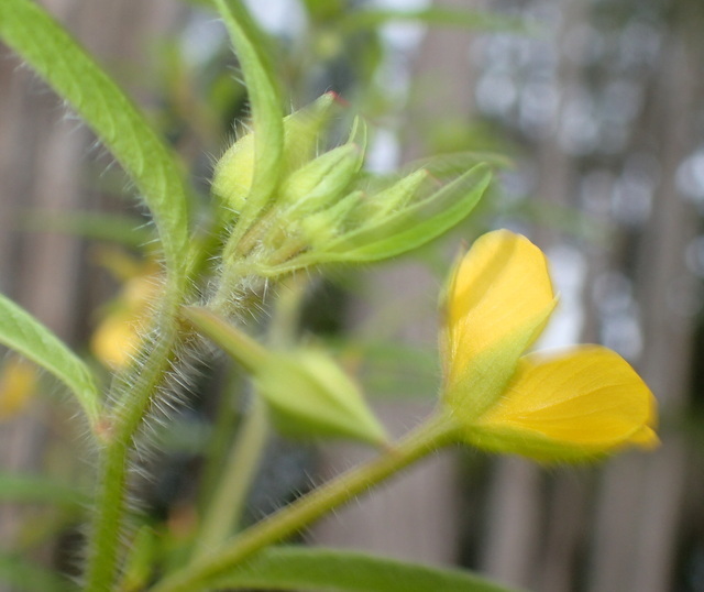 Ludwigia leptocarpa