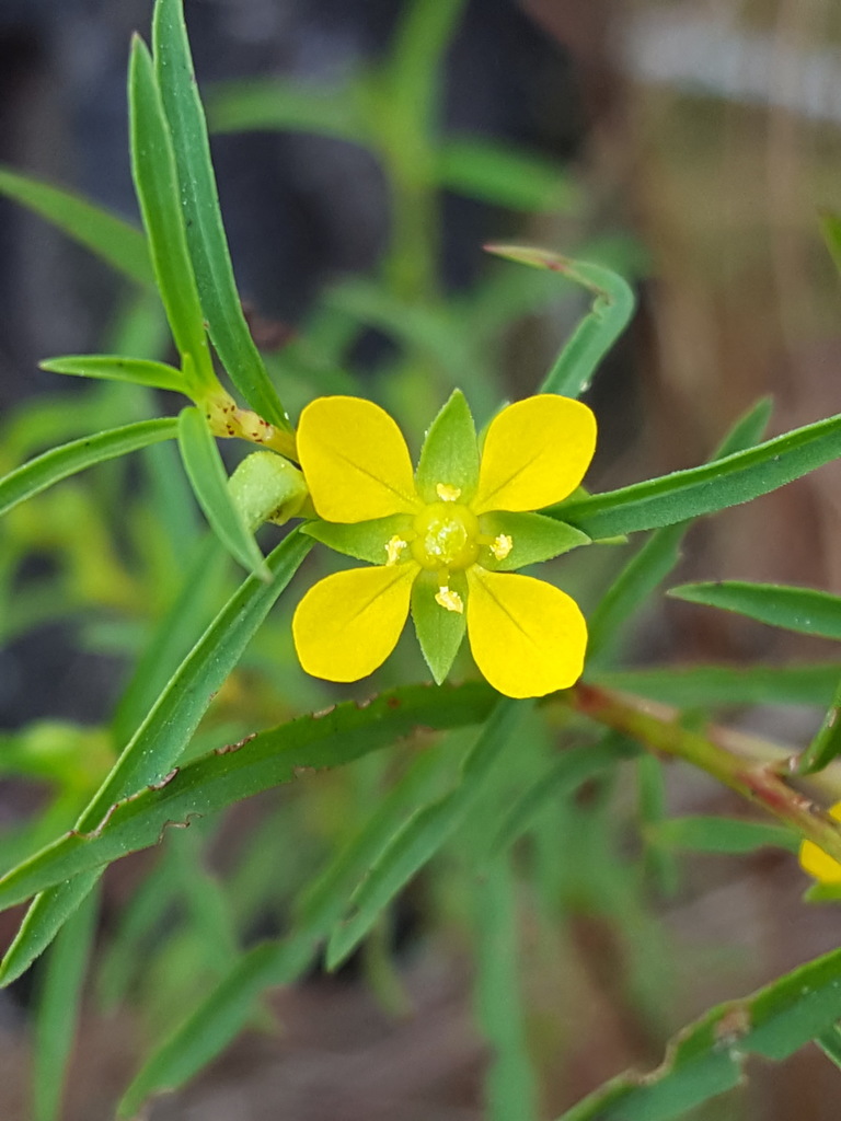 Ludwigia linearis