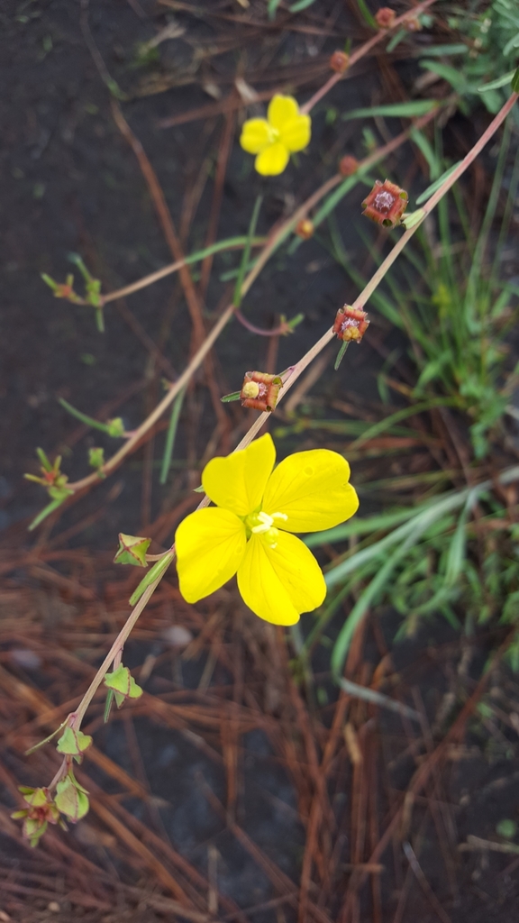 Ludwigia maritima