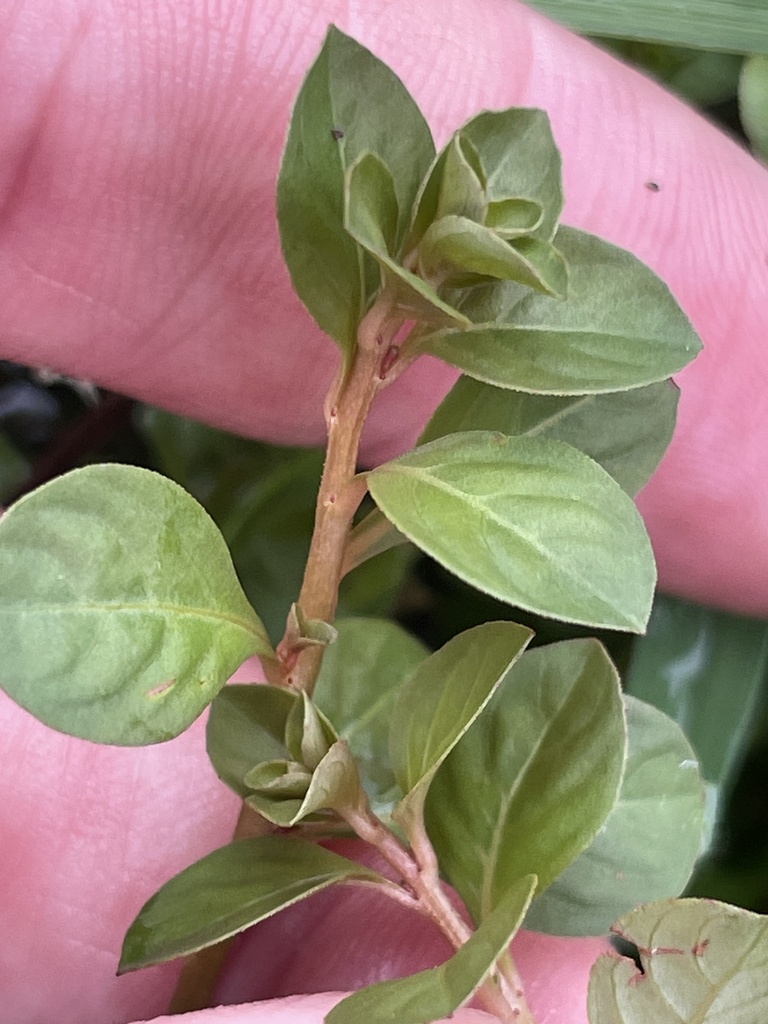 Ludwigia microcarpa