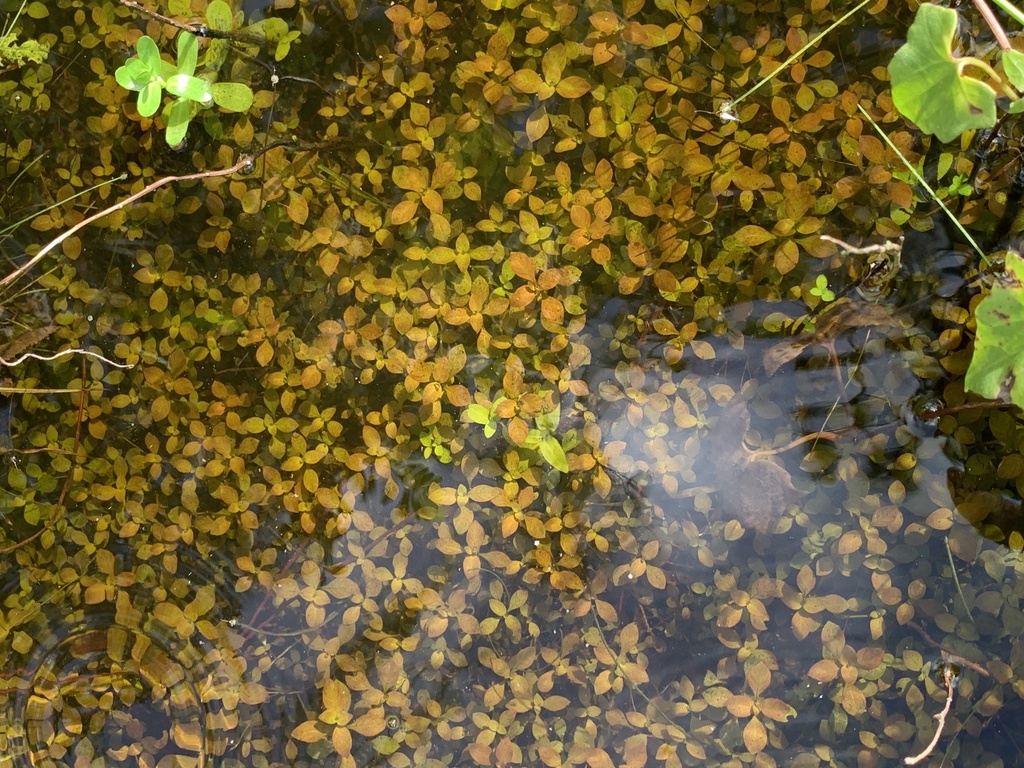 Ludwigia palustris