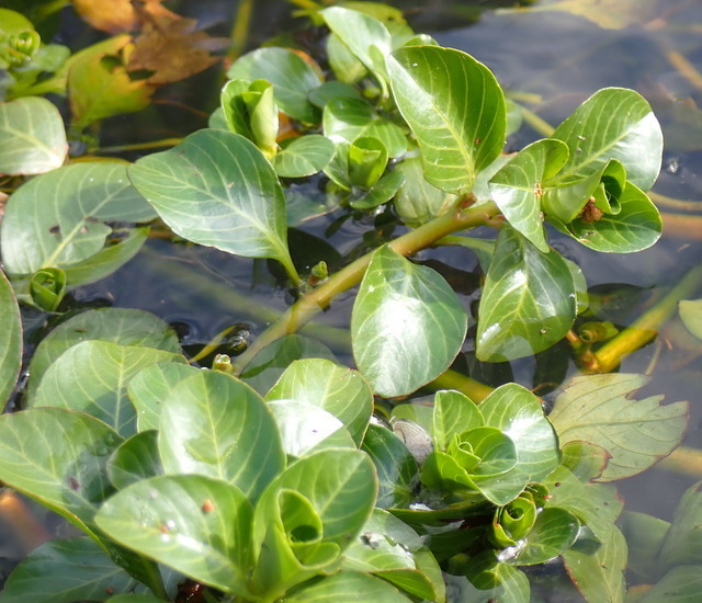Ludwigia peploides subsp. glabrescens
