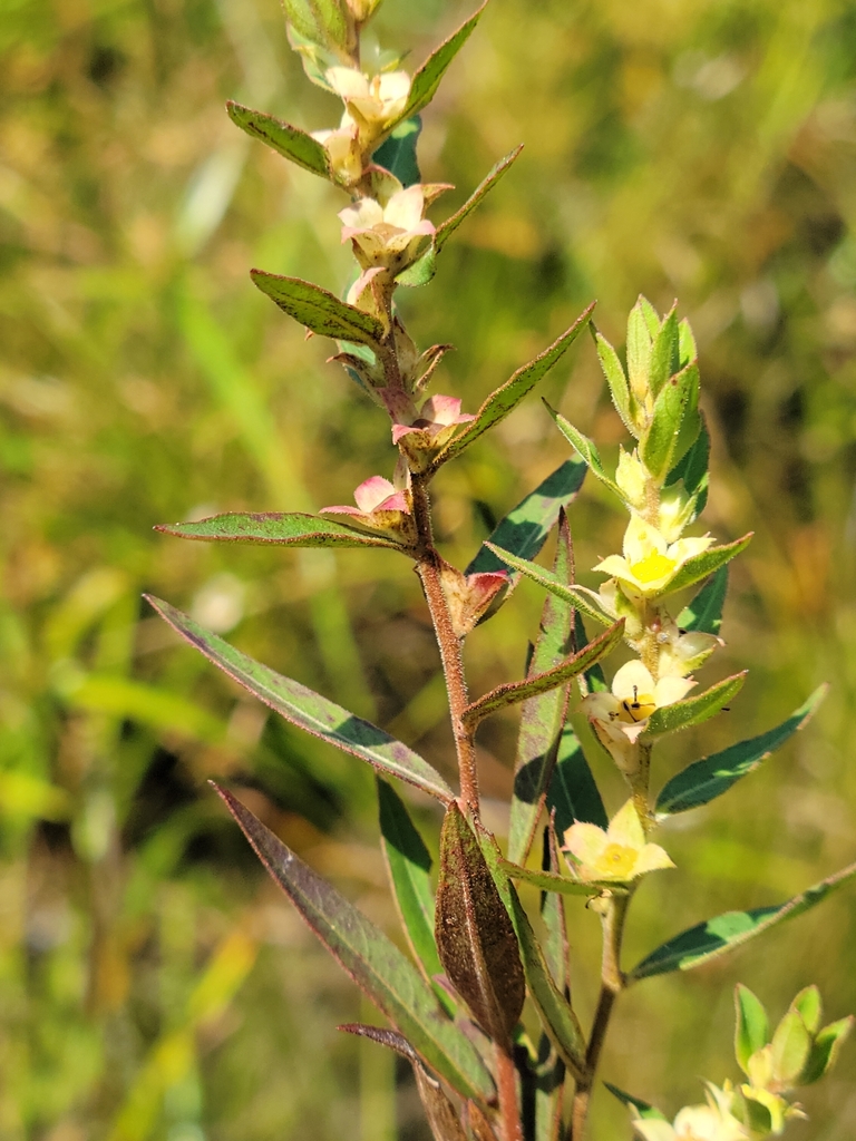 Ludwigia pilosa