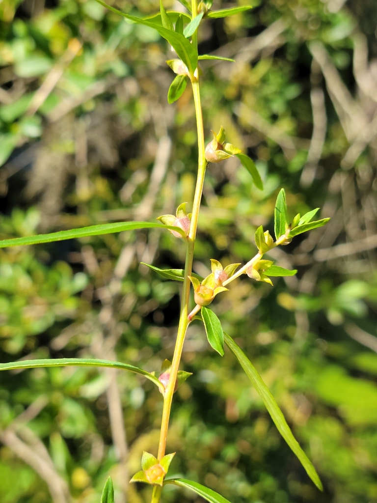 Ludwigia sphaerocarpa