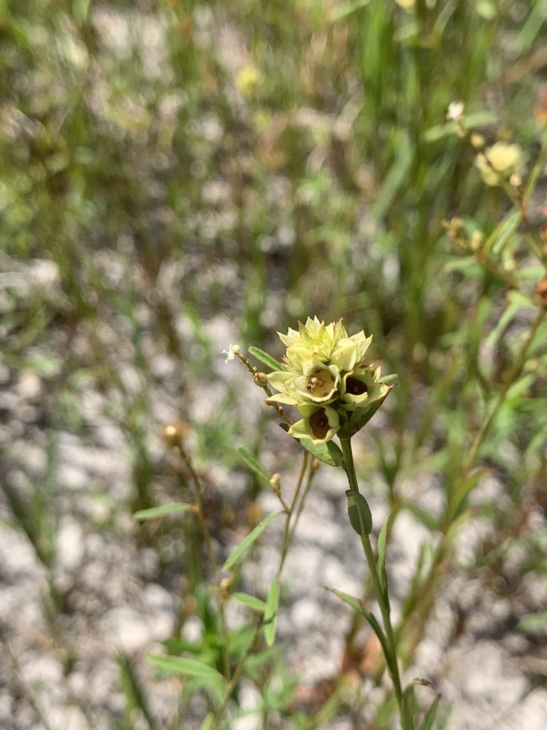 Ludwigia suffruticosa