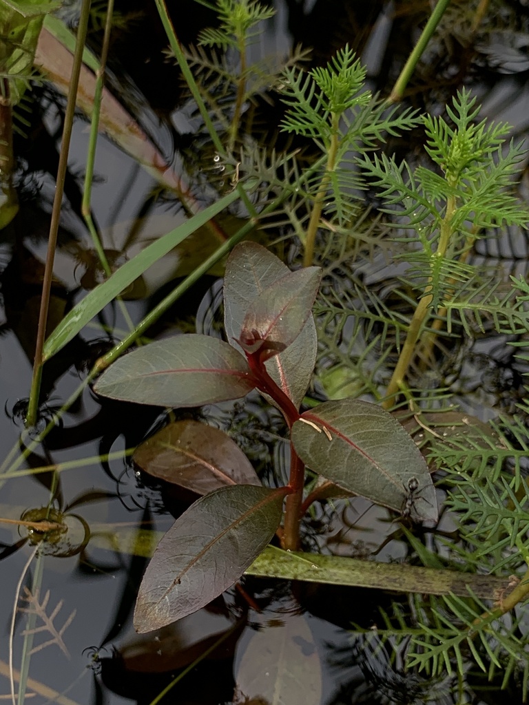Ludwigia x simulata