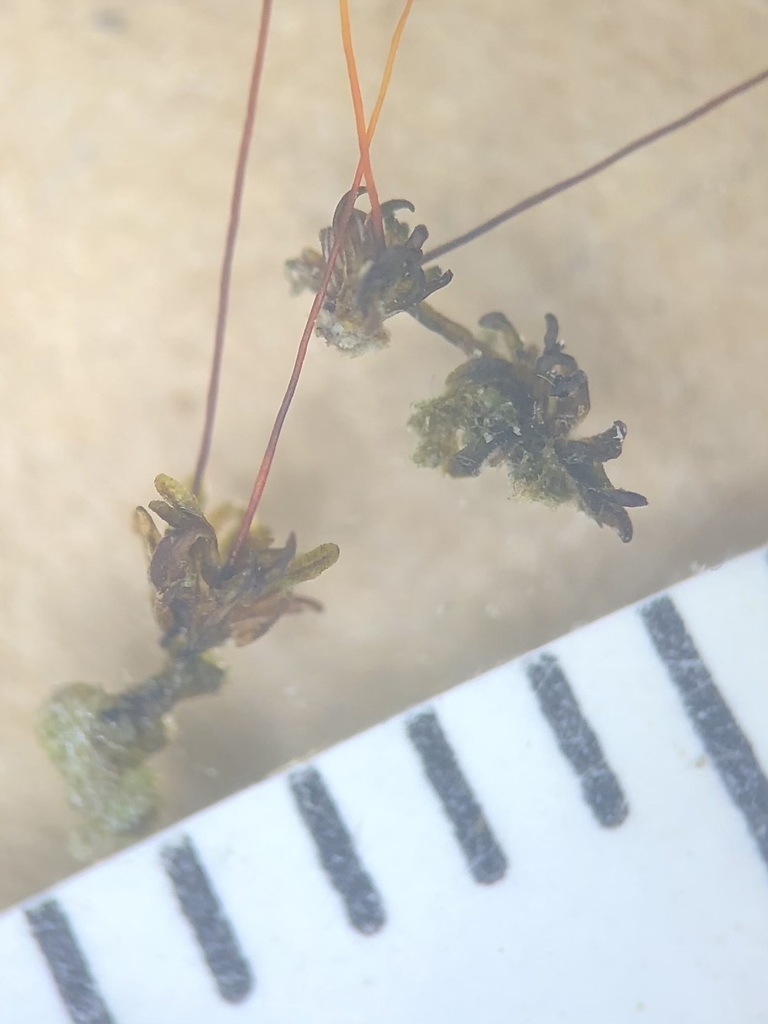 Luisierella barbula