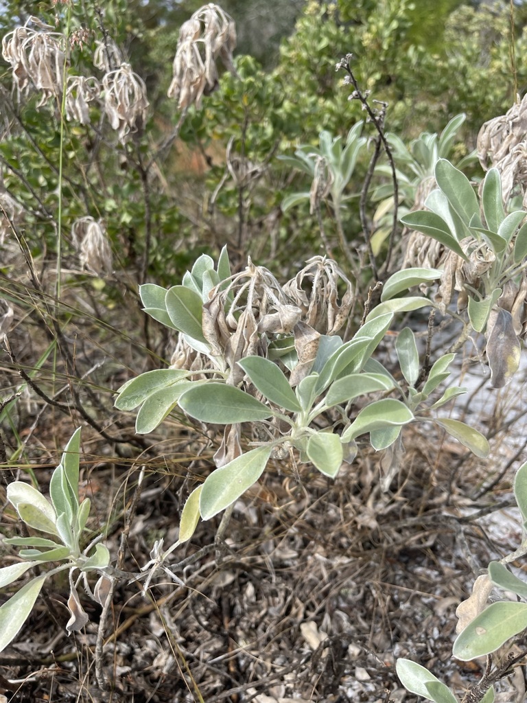 Lupinus aridorum