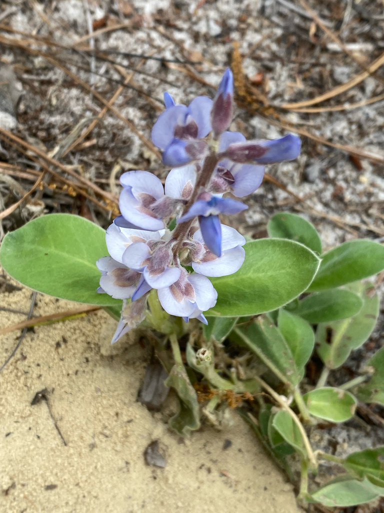 Lupinus diffusus