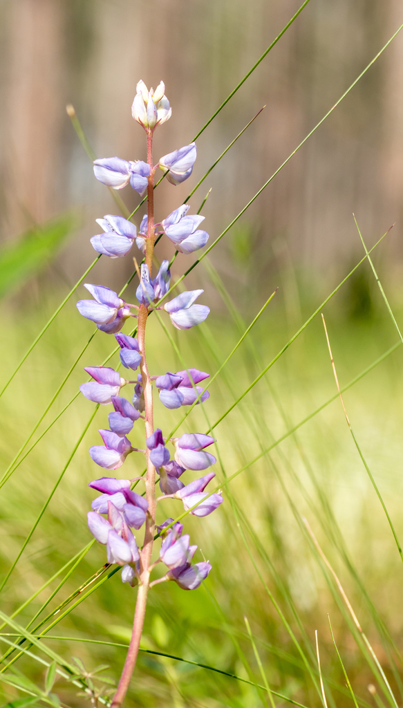 Lupinus perennis
