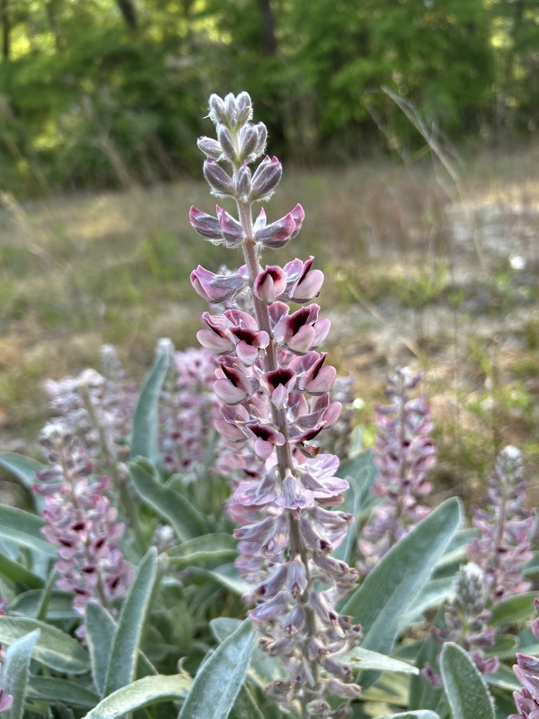 Lupinus villosus