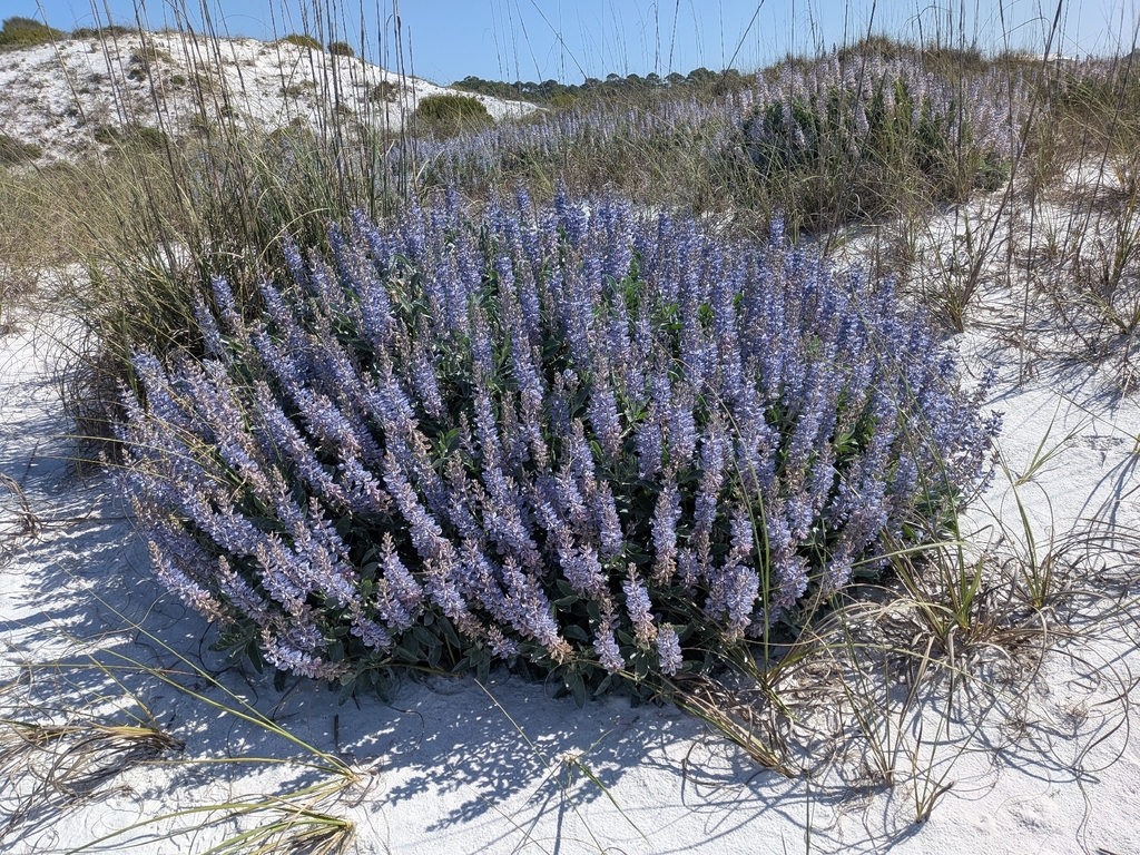 Lupinus westianus var. westianus